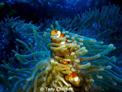 Clown Fish: Panasonic ZS3 with Inon video light by Tony Cherbas 